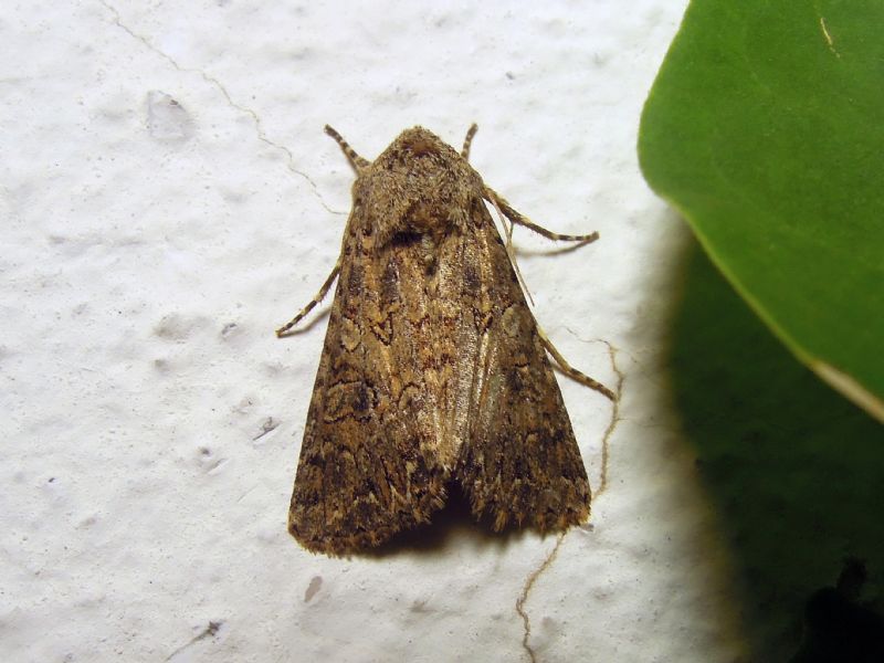 Anarta (Calocestra) trifolii